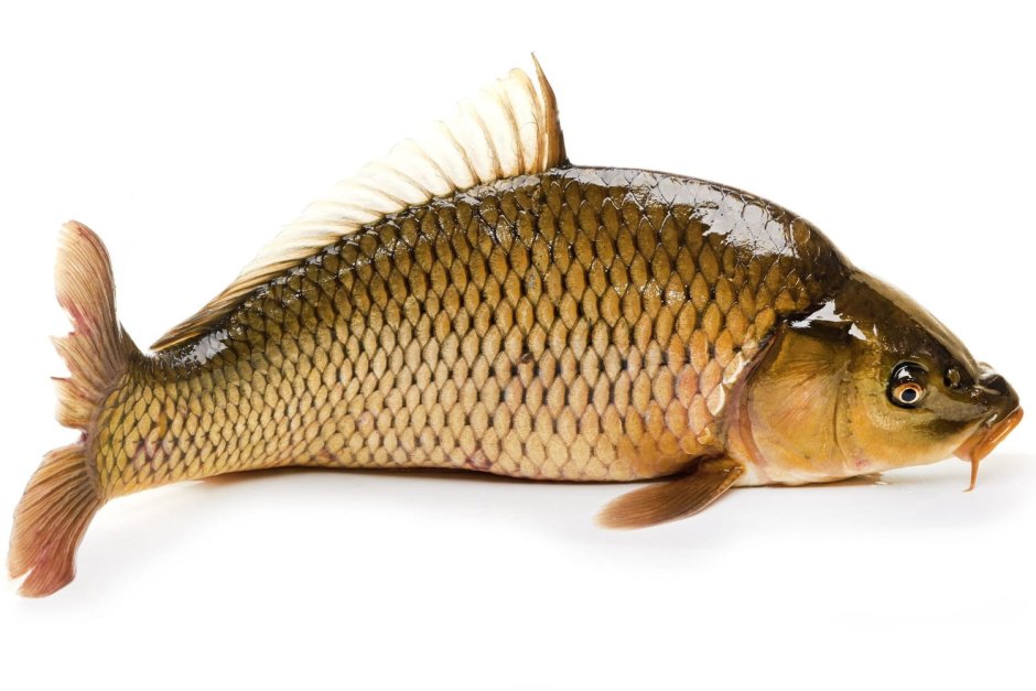 Обыкновенный фазан