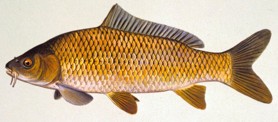 Карп (Cyprinus Carpio)