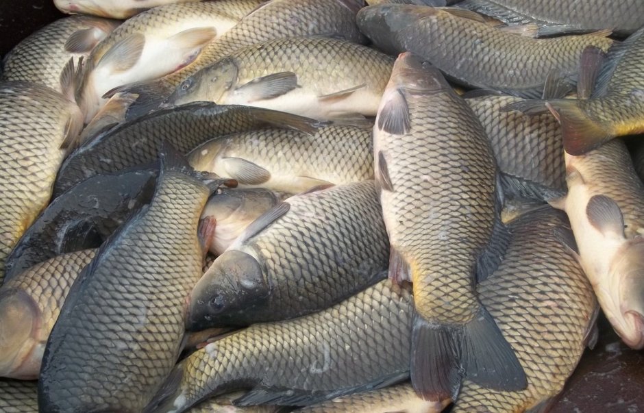 Сазан Каспийский