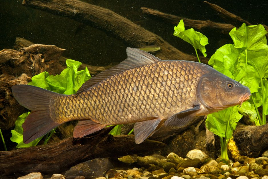 Сазан (Cyprinus Carpio)
