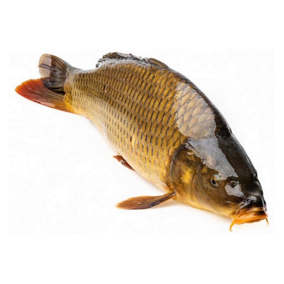 Сазан (Cyprinus Carpio)