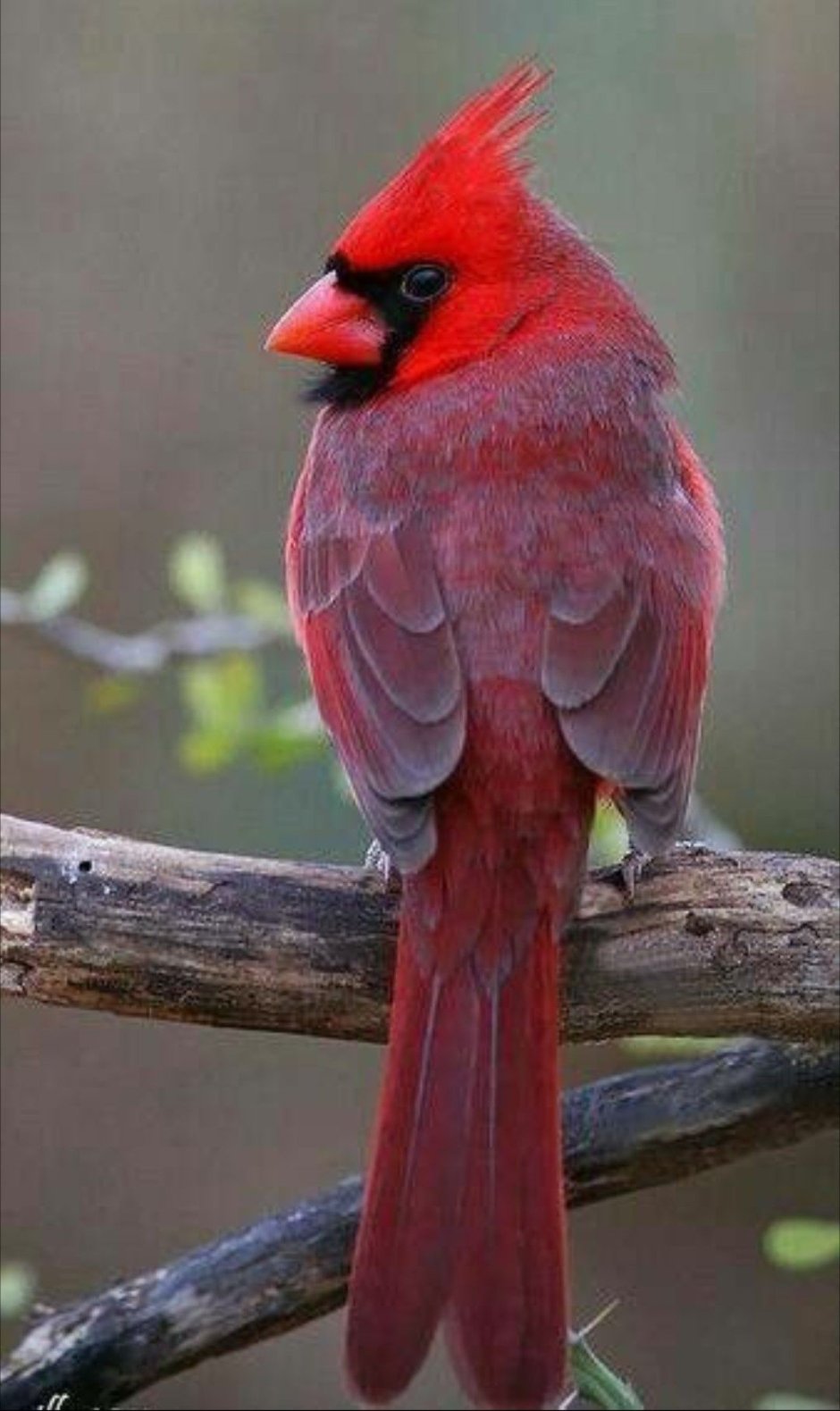 Cardinal State Bird 4k