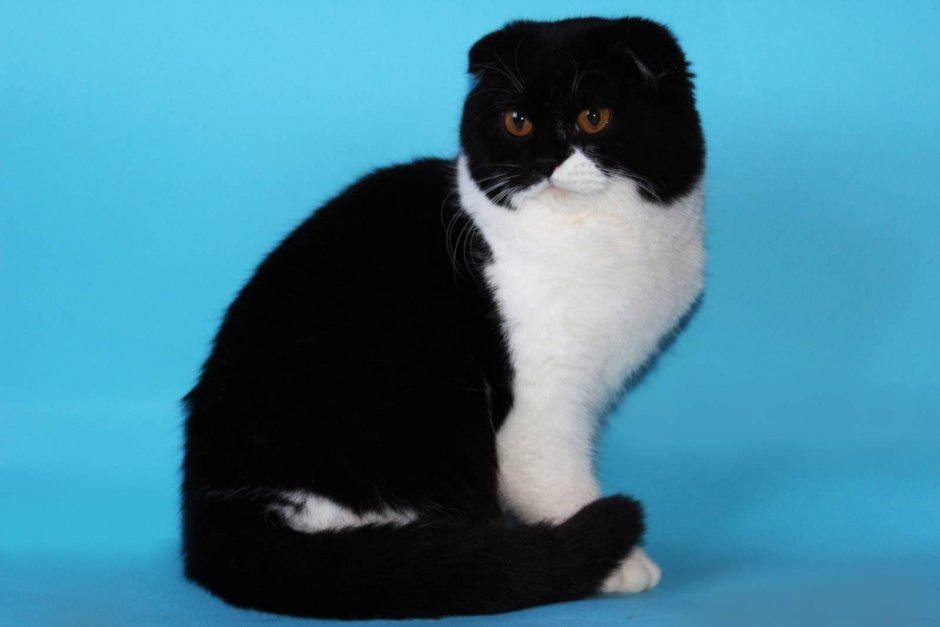 Черно белый шотландский вислоухий кот