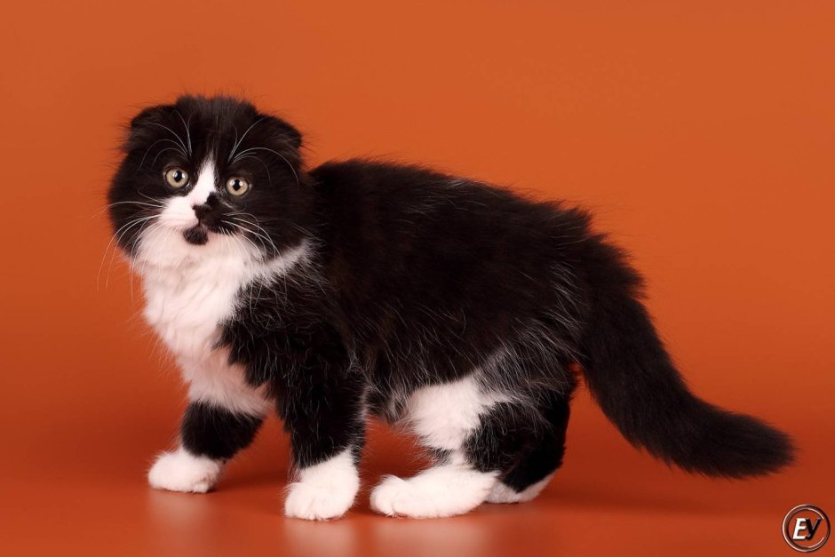 Шотландская вислоухая кошка