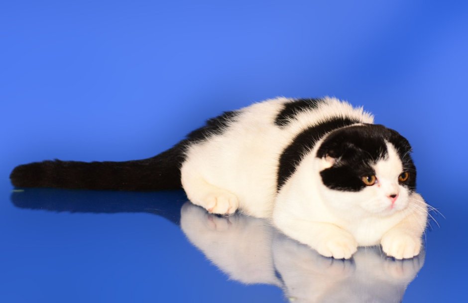 Шотландский вислоухий кот биколор