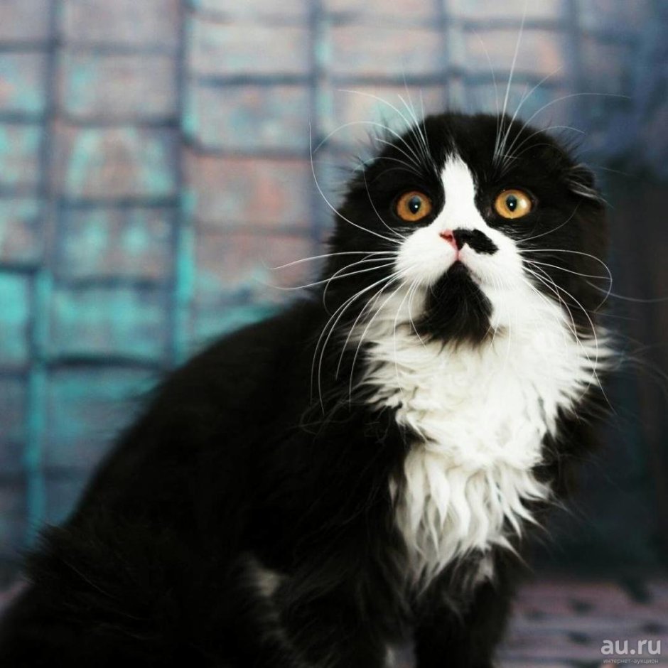 Скоттиш фолд котята черные
