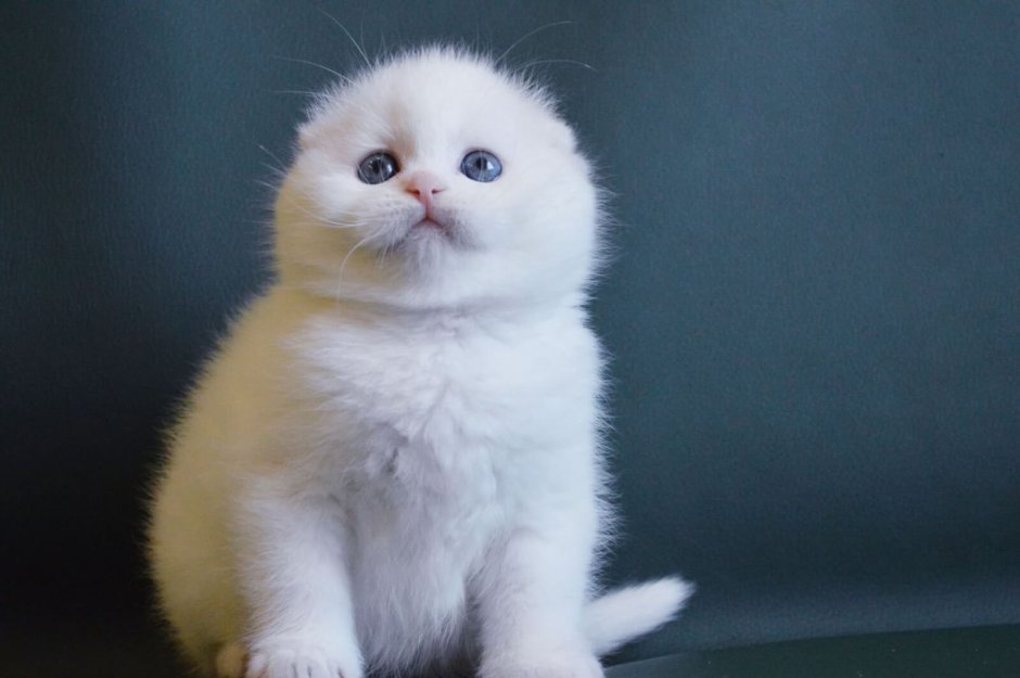 Шотландская вислоухая кошка черная