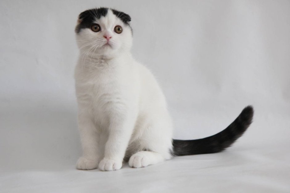 Шотландская вислоухая кошка черно белая