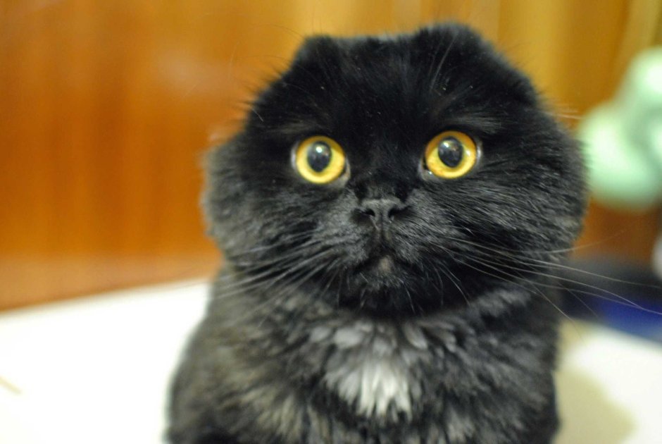 Шотландская вислоухая кошка черная