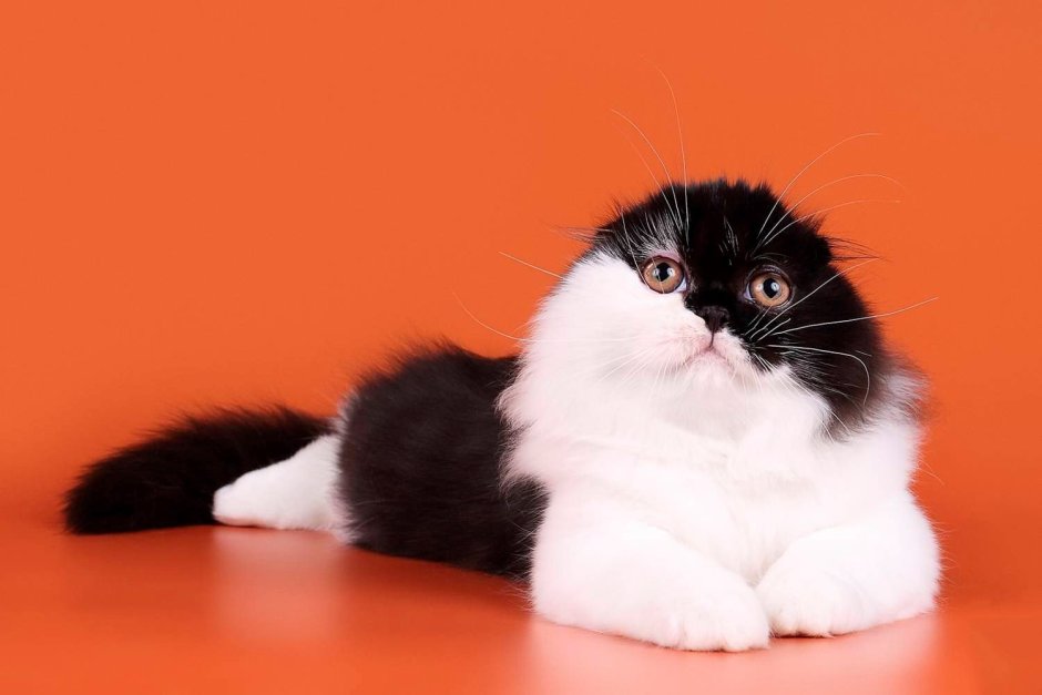 Шотландская вислоухая кошка Эстетика