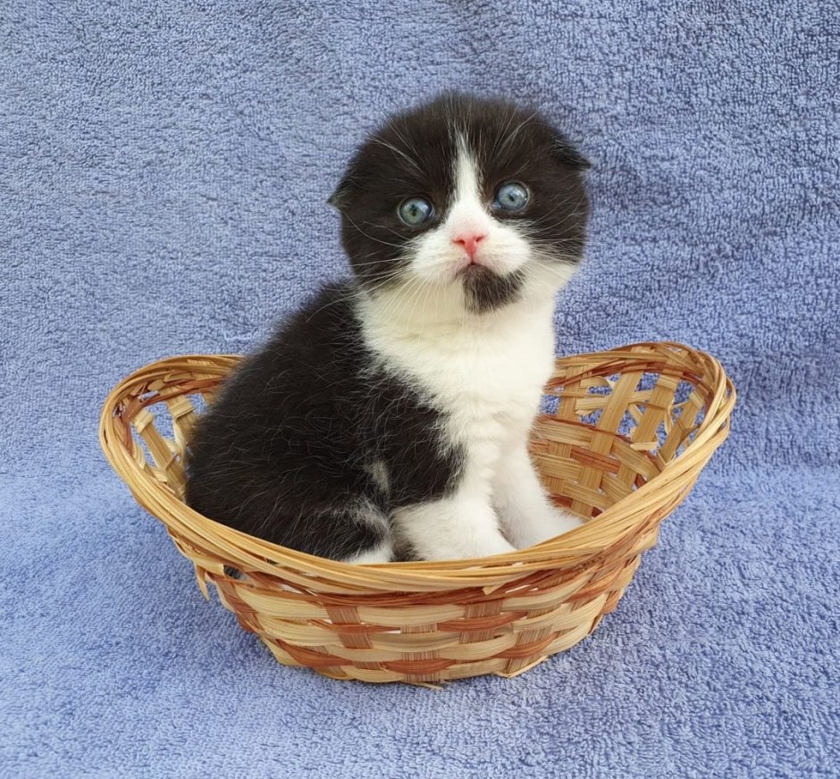 Котята разных пород