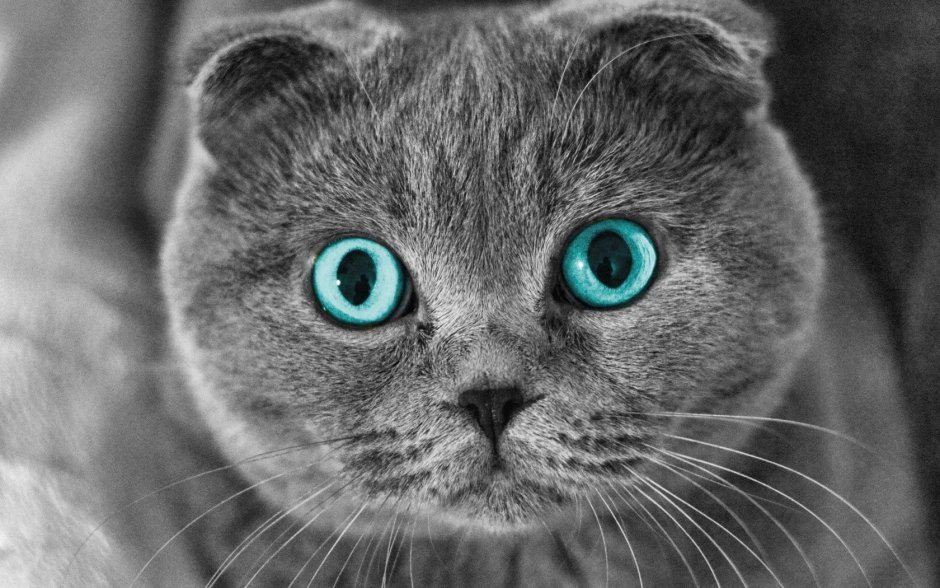 Скоттиш фолд котята черные