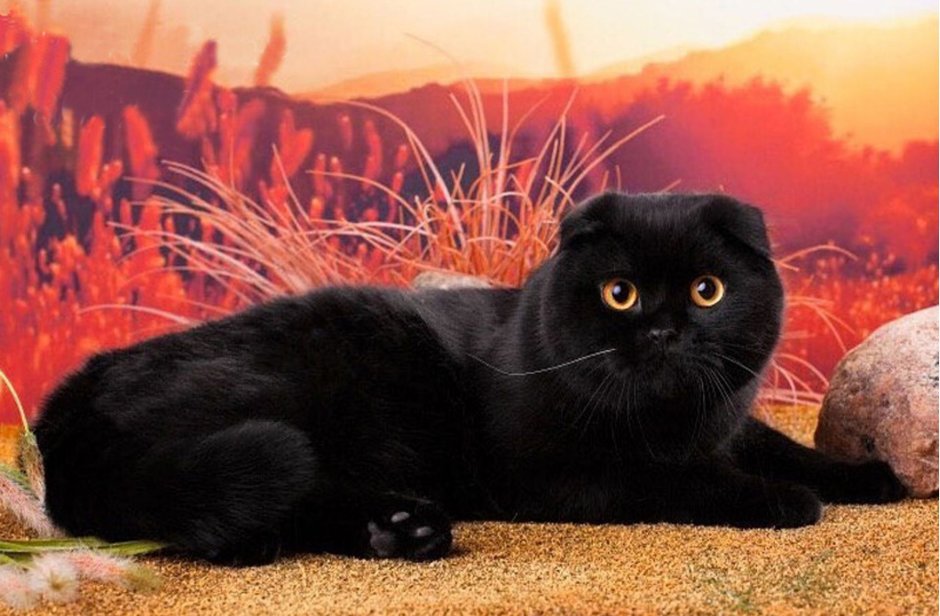 Шотландская вислоухая кошка черная