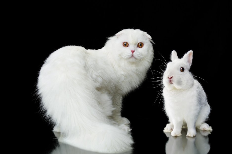 Скоттиш фолд котята черные