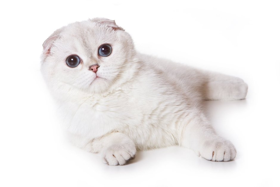 Скоттиш фолд черный белый