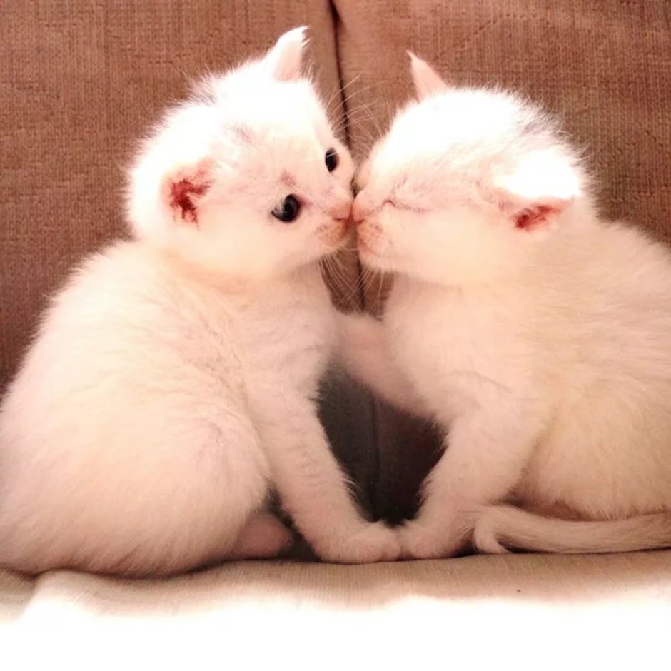 Котята целуются