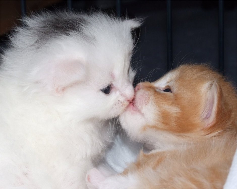 Котята любовь