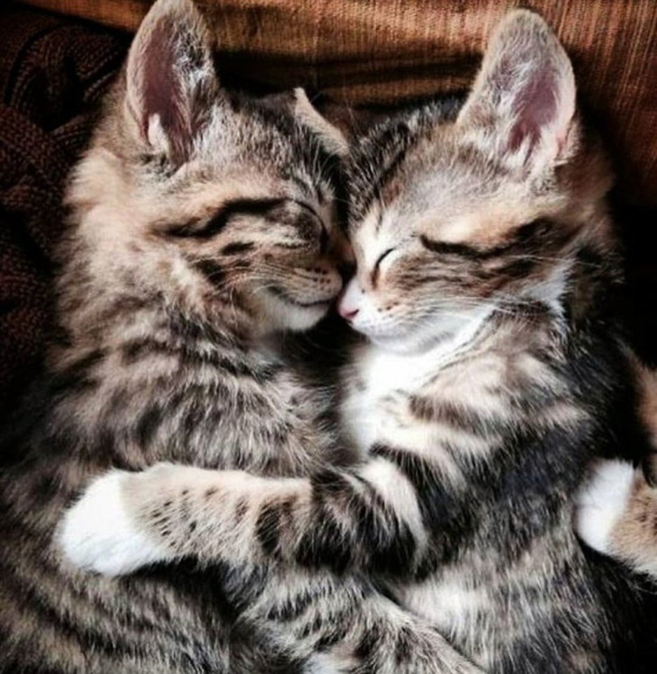 Обнимашки котят