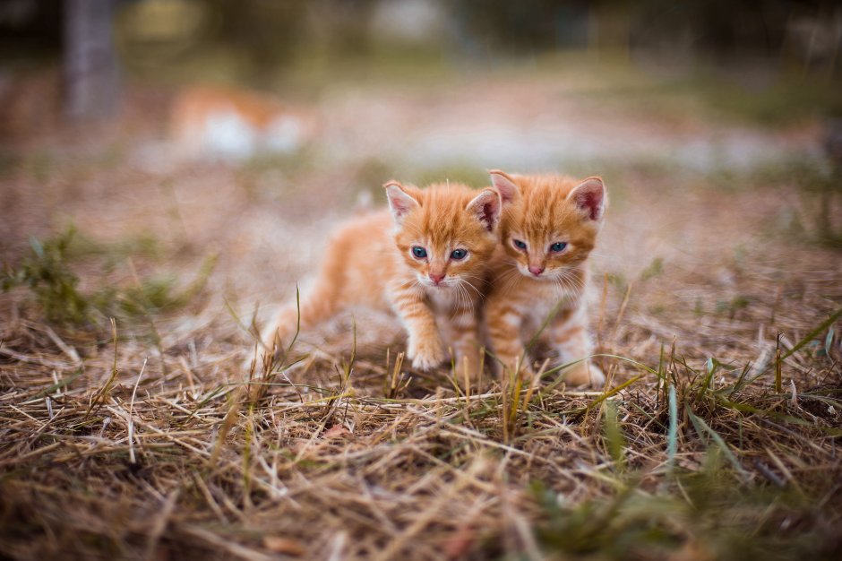 Милые котики черные и белые