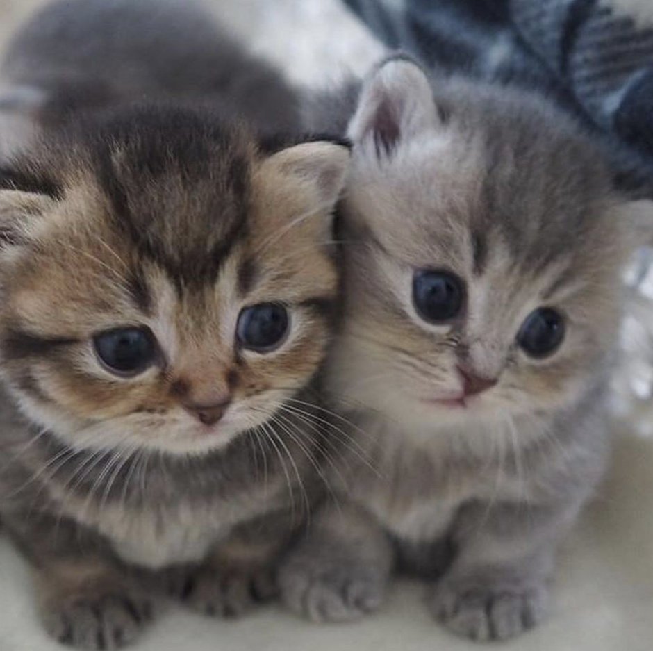 Два маленьких котенка