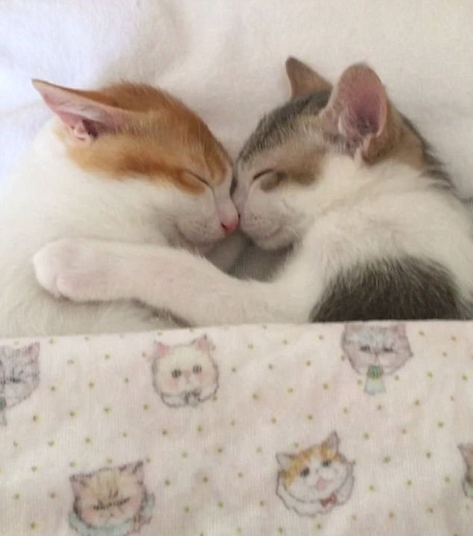Котики обнимаются