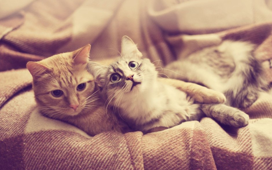 Влюбленные котики
