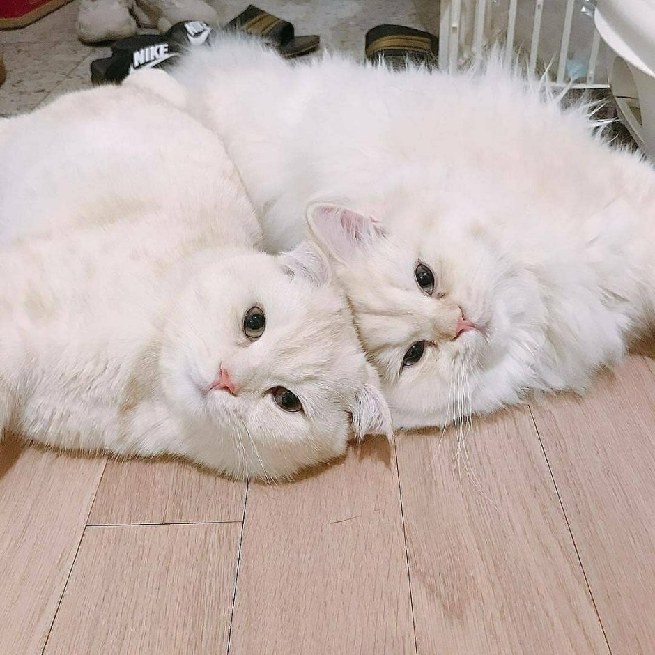 Парная ава котики