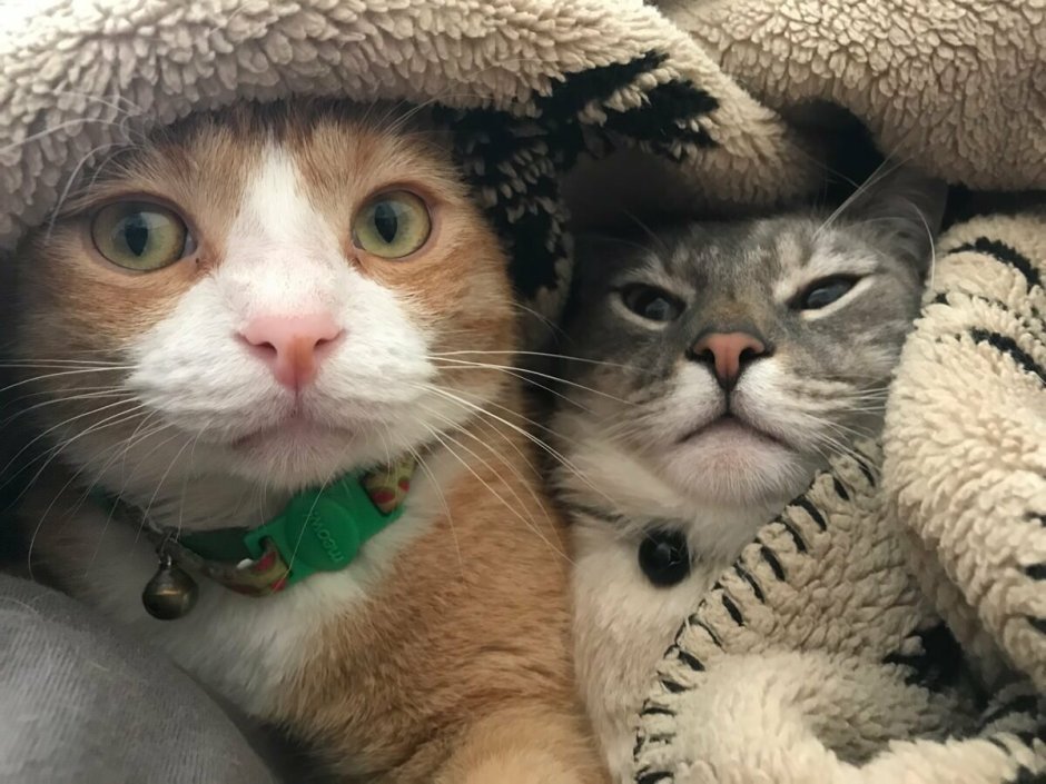 Кошки обнимаются