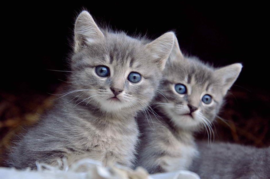 Коты тьмок