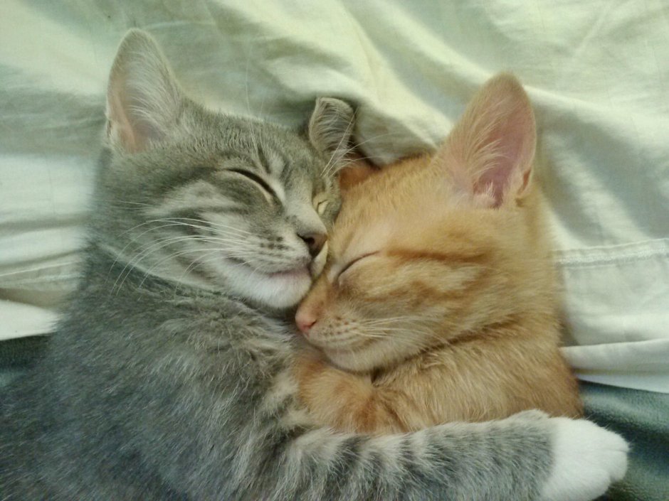 Котики спят в обнимку