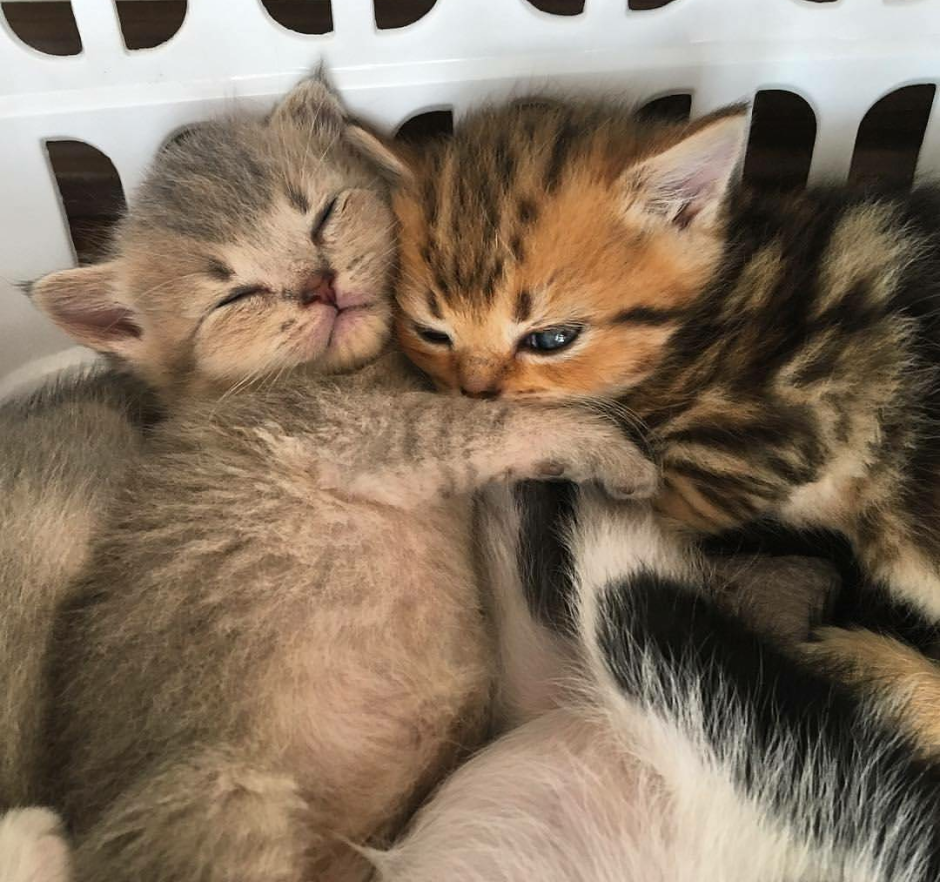 Милый котик с сердечками