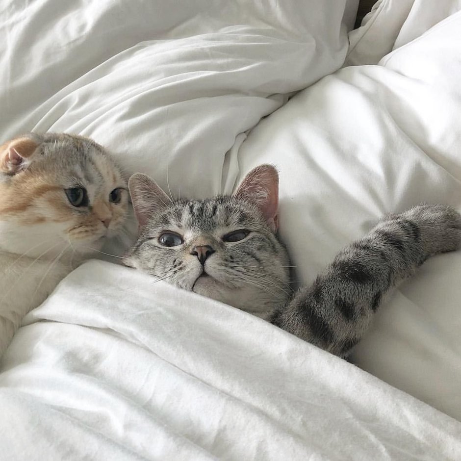 Котики обнимаются Эстетика