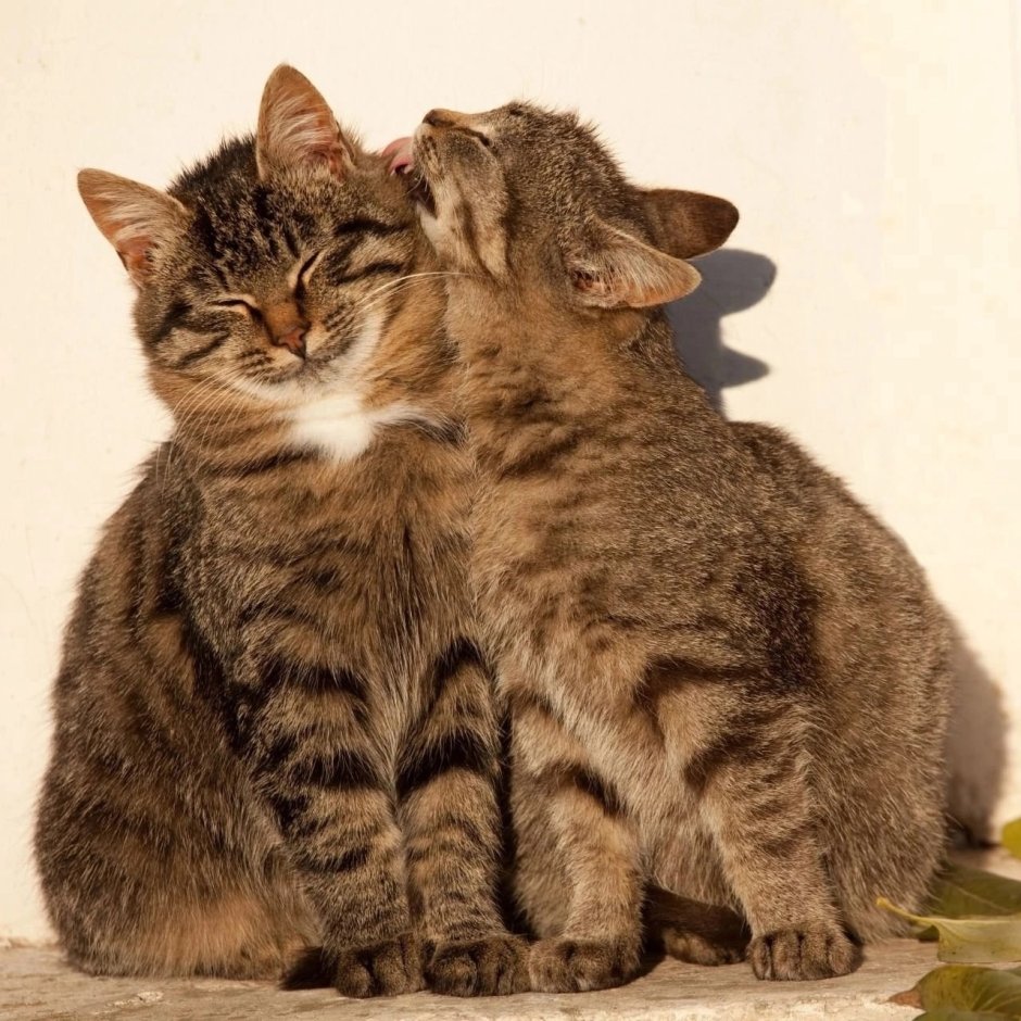 Кошечки спят в обнимку