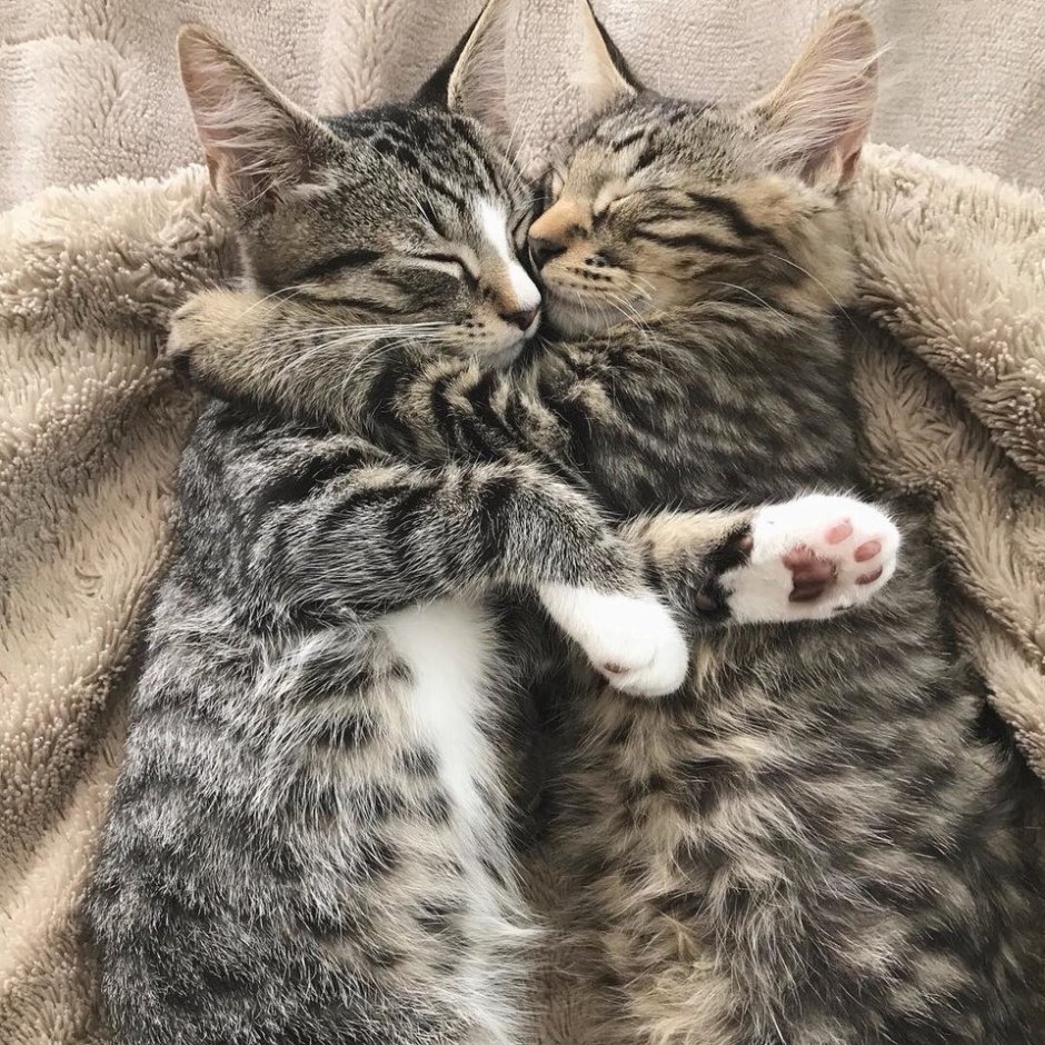 Милые котики парные