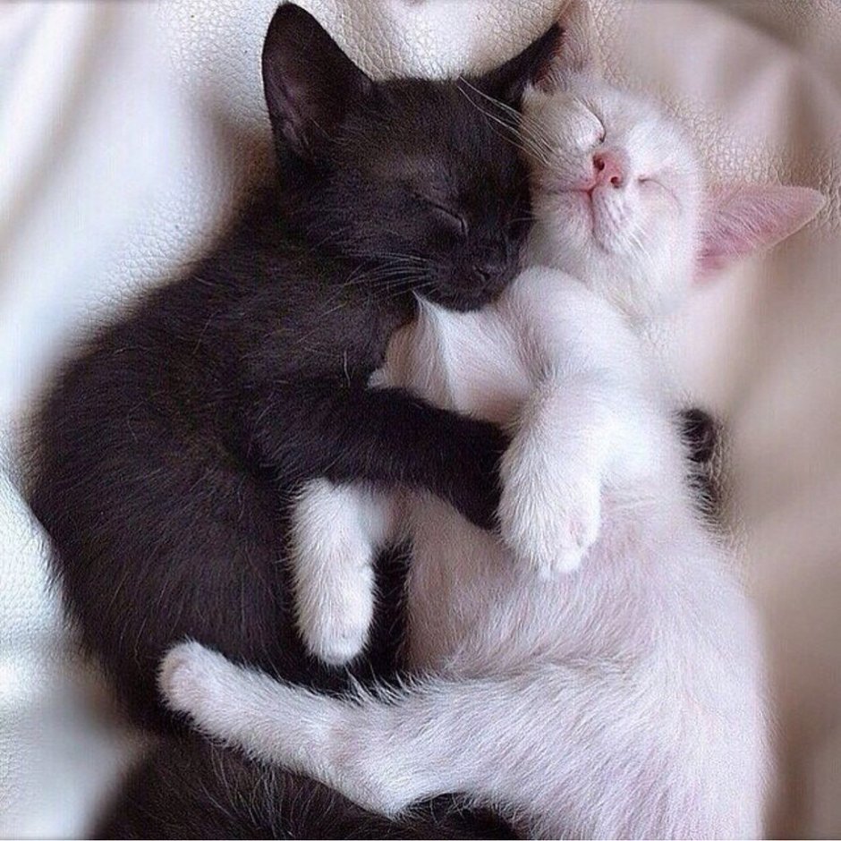 Серая кошка с котятами