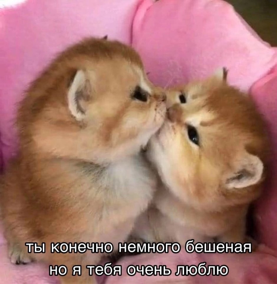 Кошки вместе
