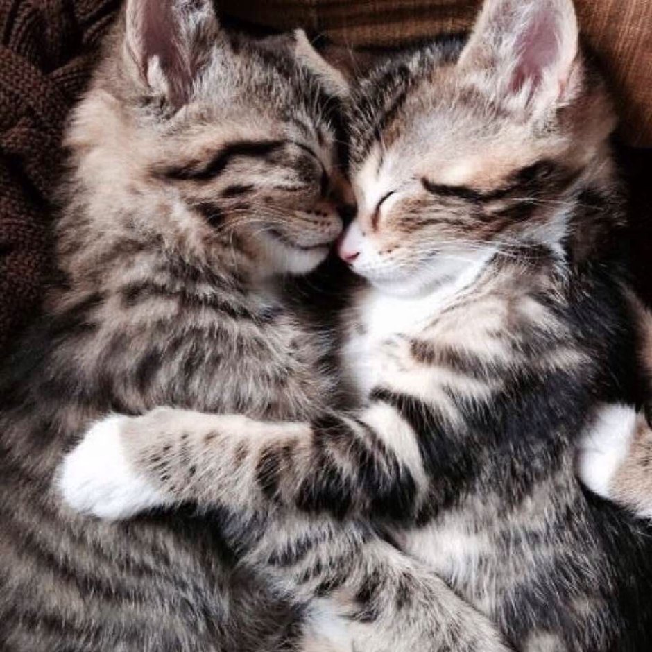 Котики обнимаются
