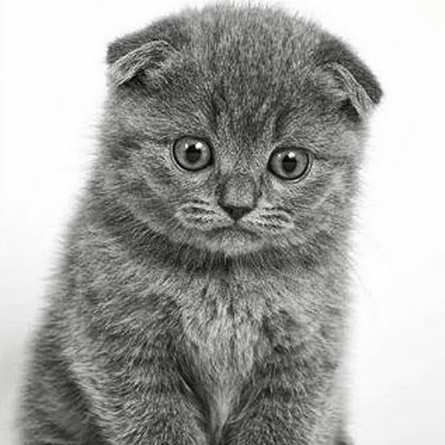 Смешные Шотландские коты