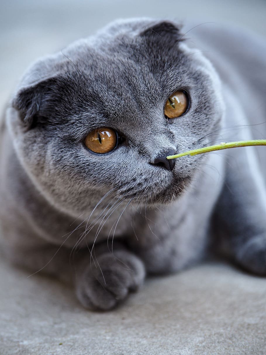 Шотландская вислоухая скотишфолд