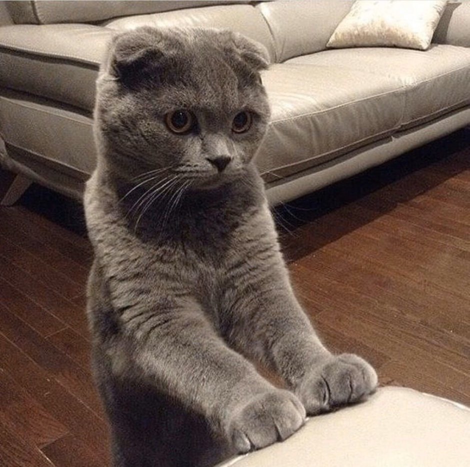 Шотландская вислоухая кошка