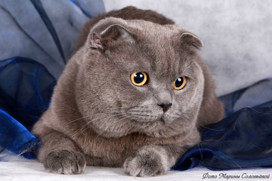 Шотландская вислоухая фолд