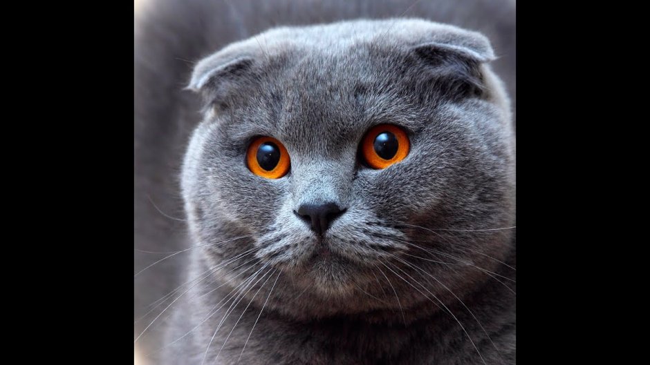Скоттиш-фолд Шотландская вислоухая кошка серая