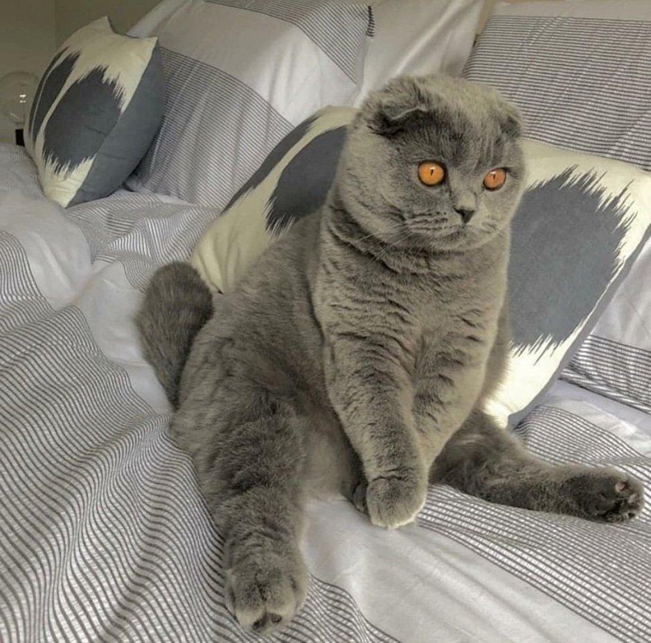 Британская голубая вислоухая