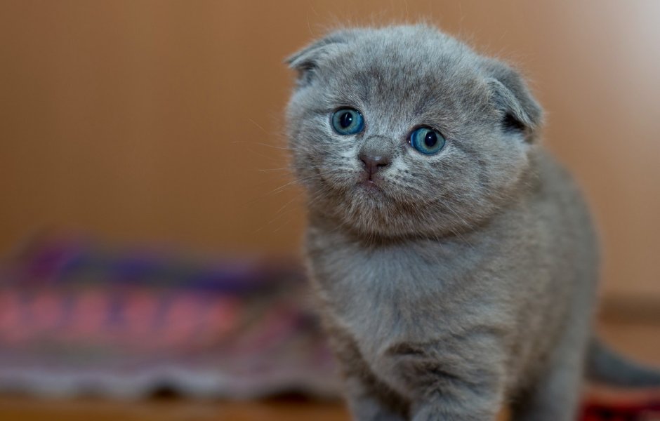 Британский кот вислоухий серый