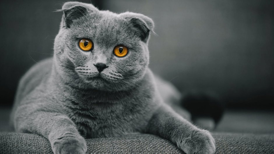 Шотландская вислоухая кошка