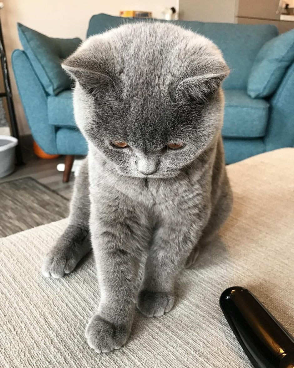 Скоттиш фолд серый