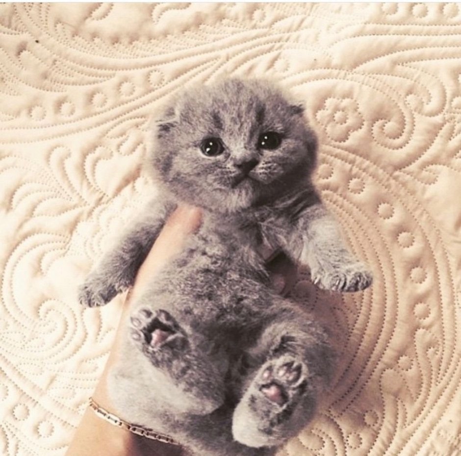 Шотландская вислоухая кошка серая