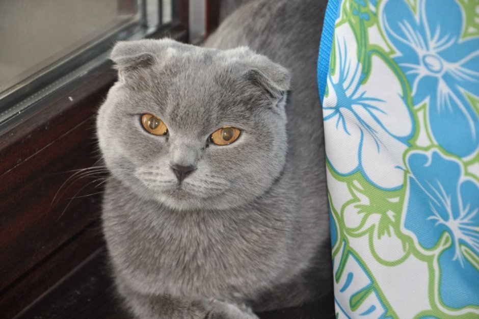 Шотландский вислоухий кот дымчатый