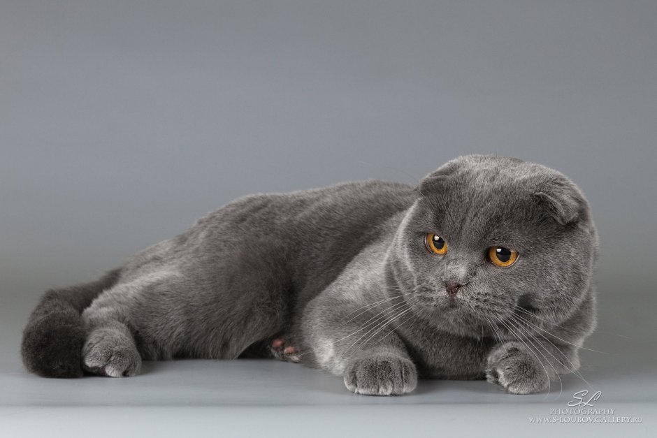 Шотландский вислоухий кот серый