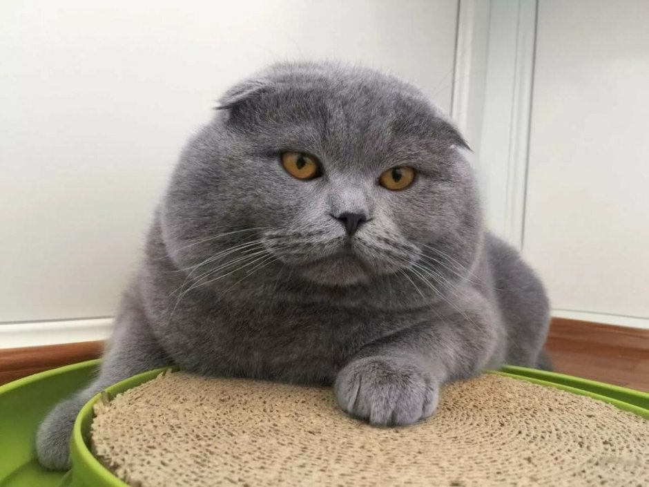Британская кошка вислоухая толстая